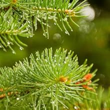 pin; miel; miel de pin' miel de fleurs