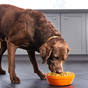 Amazon.com: Purina Pro Plan With Probiotics Small Breed