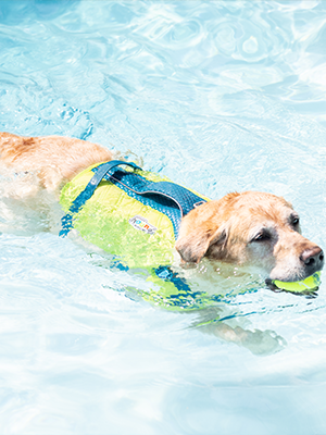 A dog wears their Outward Hound dog life jacket flotation aid.