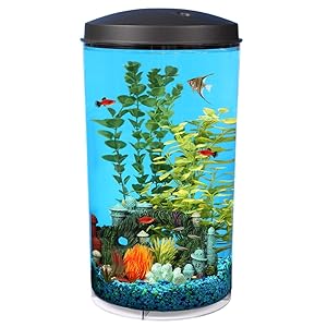 fish tank aquarium