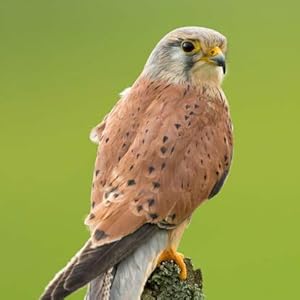 Counting Birds The Idea That Helped Save Our Feathered Friends