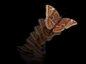 Pantalla OPPO RENO 4Z 5G