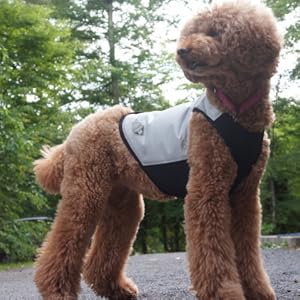 カニクール　クールベスト　Mサイズ 楽天市場】[CANI COOL]カニクール クールコート Mサイズ