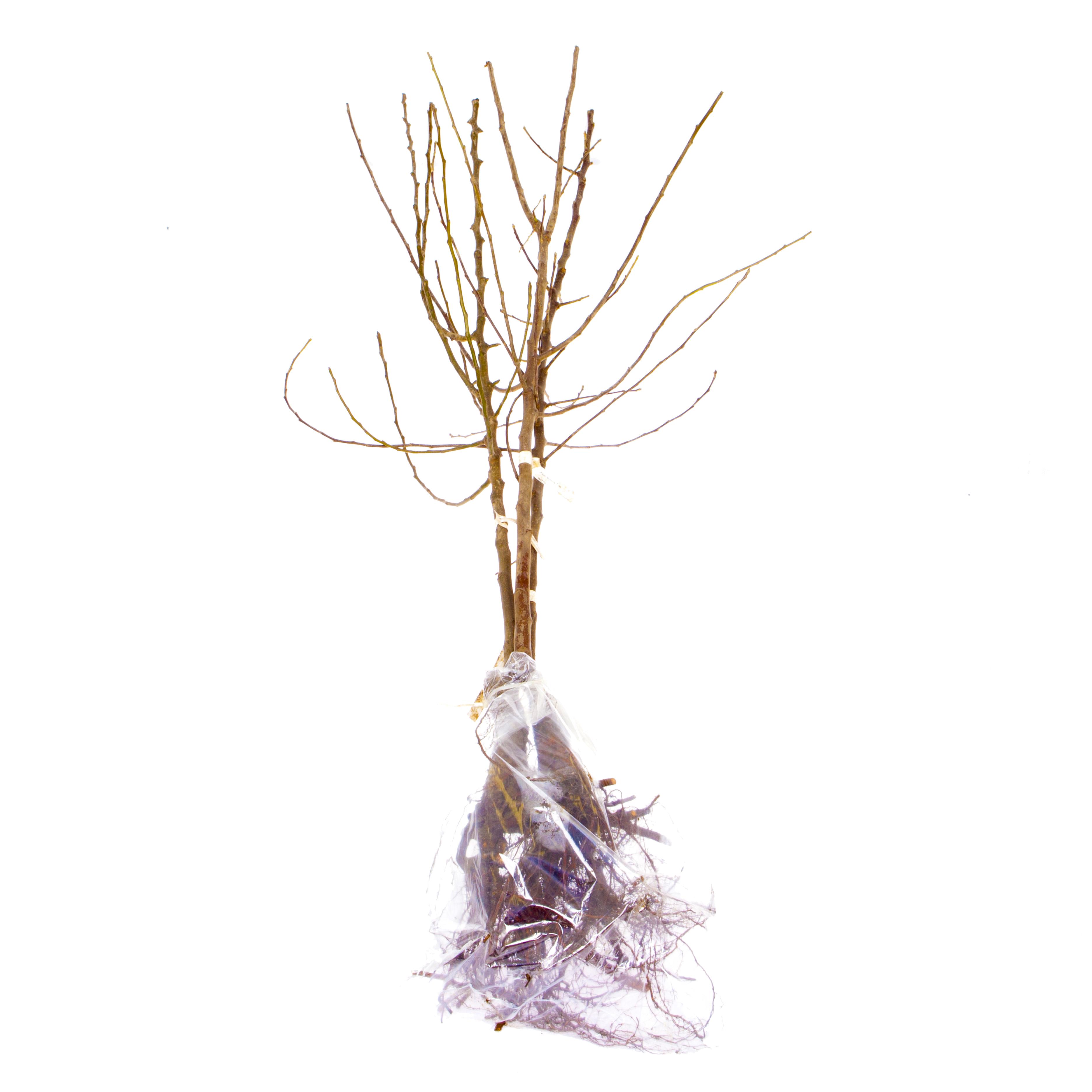 Mini Orchard Collection, 3 Bare Root Fruit Trees Amazon.co.uk Garden