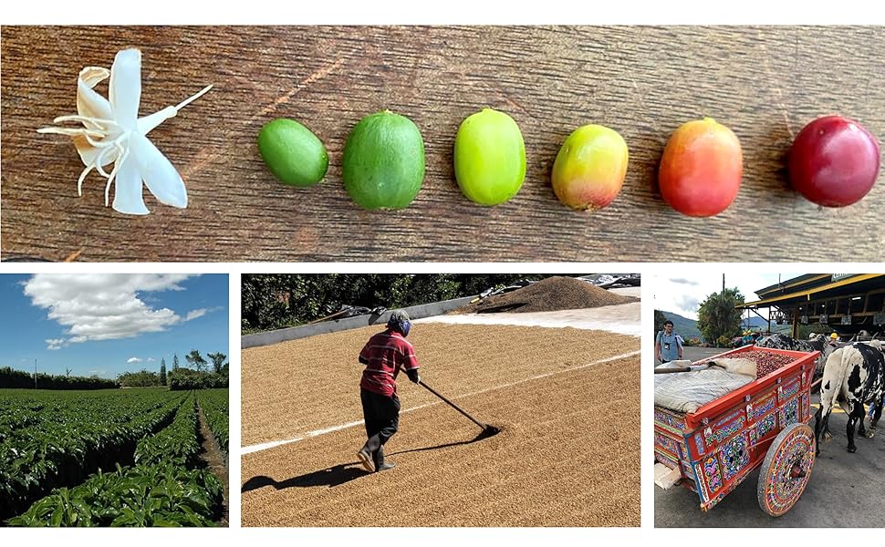 Coffee For Dummies Cohen, Major 9781119679011 Books