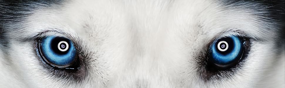 Der Hunger des Wolfes