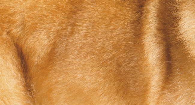 smooth silky hair fur brushed wähl clipper dog cat 858500