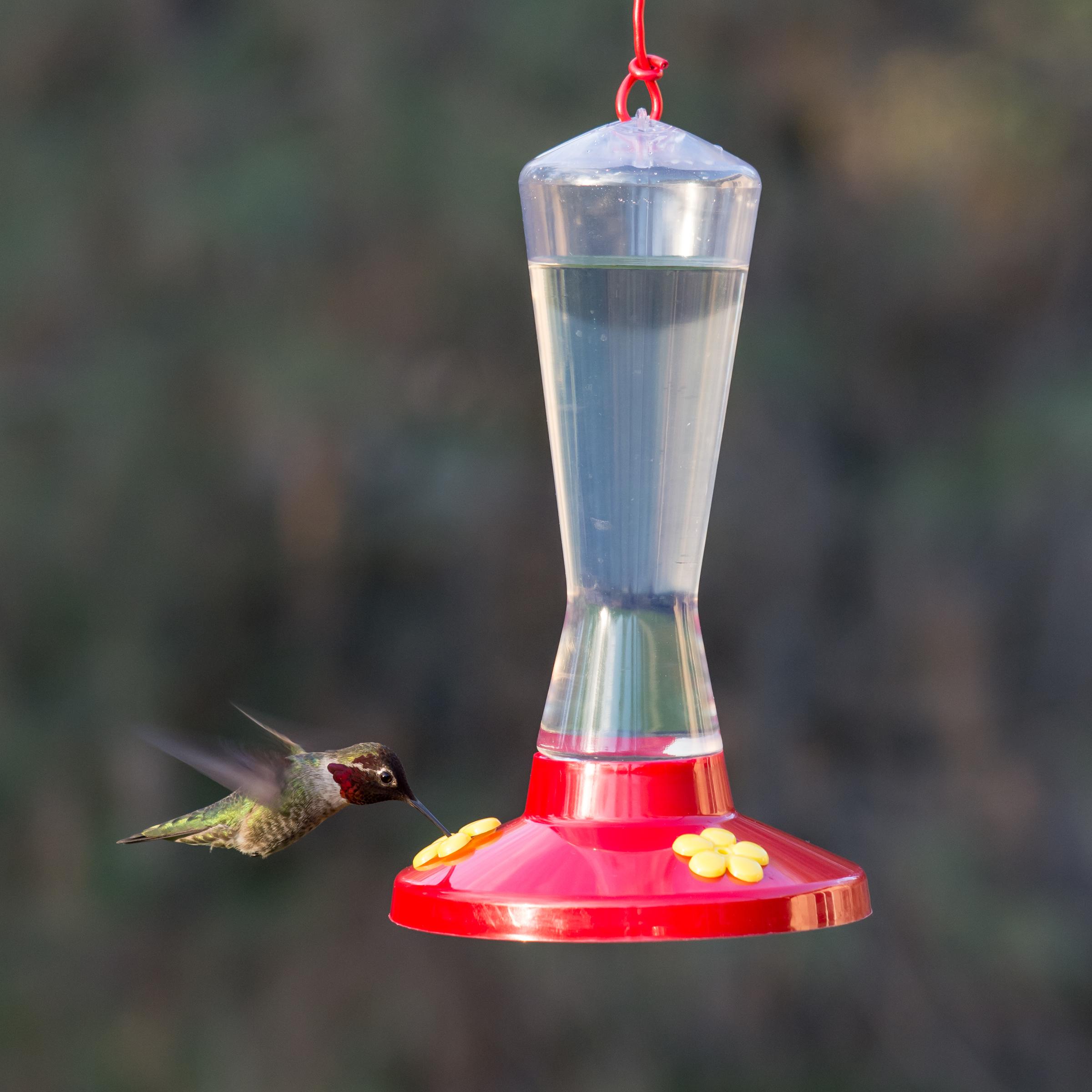 Amazon Hummingbird Feeder BAHIA HAHA