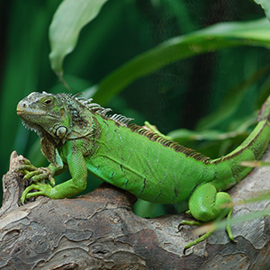 Reptiles, lizard books for kids, reptiles books for kids, reptiles and amphibians book,reptiles book