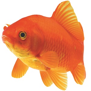 goldfish treatment
