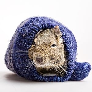 Degu