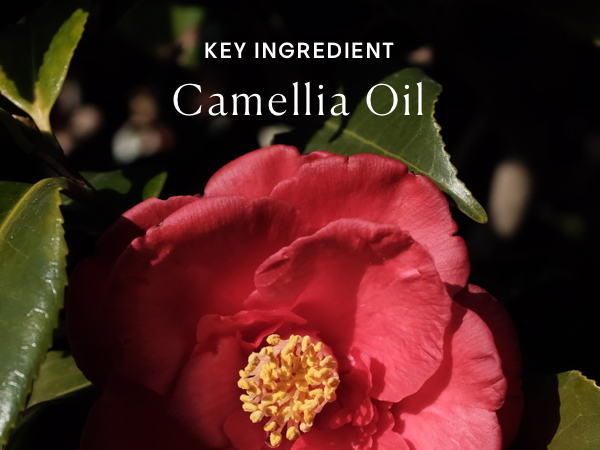 Camellia Oil