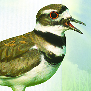 killdeer