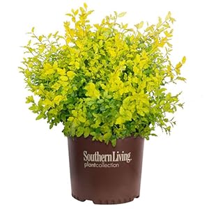 2 Gallon Southern Living Plants Collection Sunshine Ligustrum Shrub