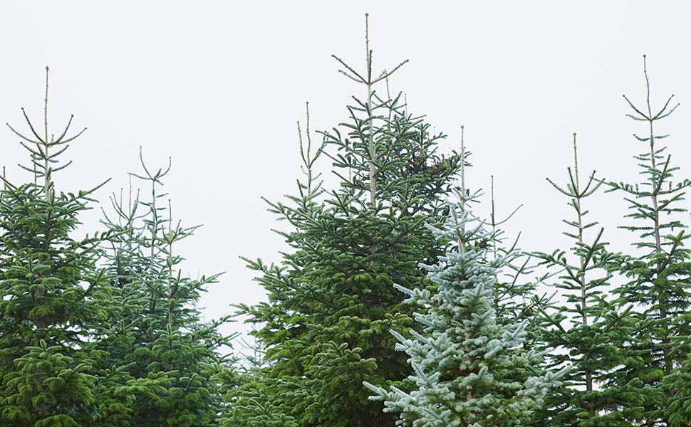 How to Eat Your Christmas Tree Delicious, Innovative Recipes for