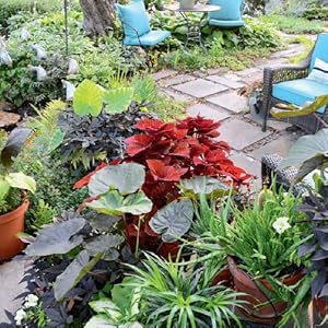 Front Yard Living: A Return to Being Social in the Front Yard