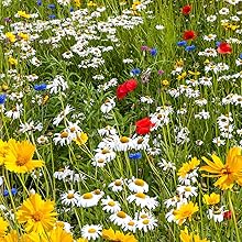 fleurs; miel; miel de fleurs