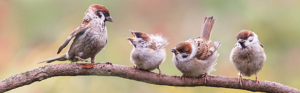birds, birding, north american birds