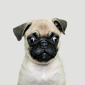 Juguete para perro con pelota para estimular la vista de los ojos.
