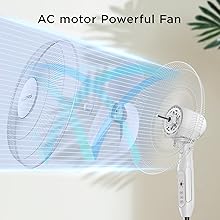 pedestal fans