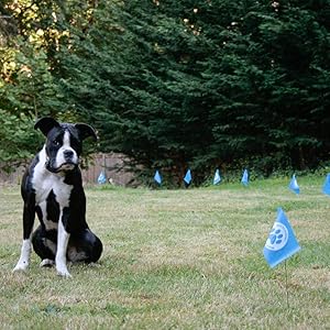 Amazon Com Educator Flags 50 Boundary Flags For E Fence Underground Fence Containment System For Dogs Set Of 50 Educator Pet Supplies Amazon Com Educator Flags 50 Boundary Flags For E Fence Underground Fence Containment System For Dogs Set Of 50 Educator Pet Supplies