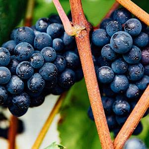 Vinanza Oxifend