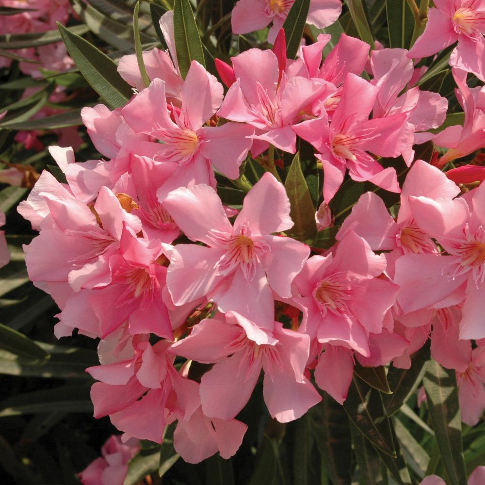 Premium Oleander Standard Pink Tree 80100cm Tall in 20cm Pot Amazon.co.uk Garden & Outdoors