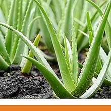 colon care, colon, herbal cleanse, cleanse, herbs, detox, flush, bloating,