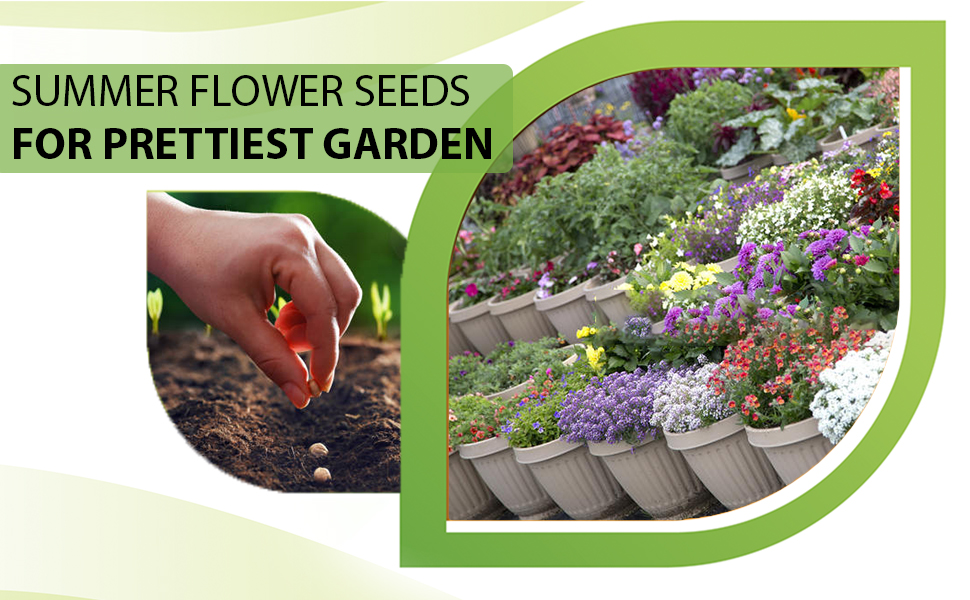 Kraft Seeds Fresh Flower Seeds for Home Gardening (25 Packets, Approx