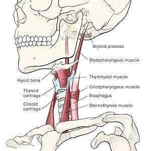 Larynx