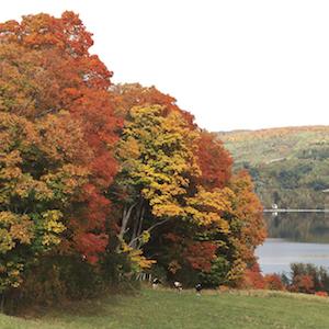 seven generations stewardship responsible forest sustainable approach agriculture maple habitat