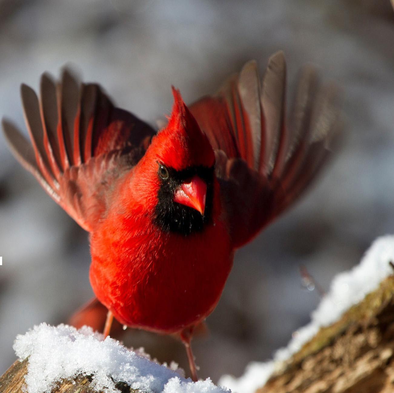 BirdBlock Bird Netting Reusable Mesh Netting Bird