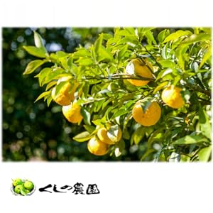 Amazon.co.jp: 櫛野農園 大分県産ゆずを使用 ジュース・チューハイの