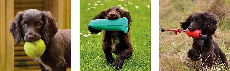 The Cocker Spaniel: Care and Training for Home and Sport 6 cocker spaniel, dog training, quiller publishing, gundog training, spaniel