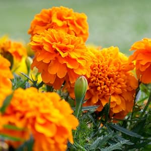 marigold