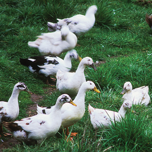 self-reliance, soil, prep, seed saving, garden, gardening, growing, organic, food, corn, potatoes