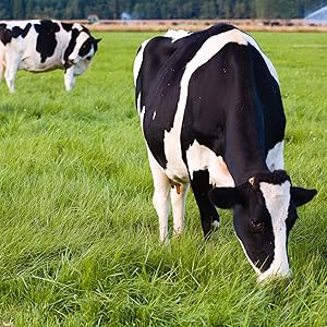 organic milk, pasture-raised milk, organic milk fat free, organic valley milk