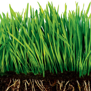 Amazon.com : Scotts Turf Builder UltraFeed, 20 lbs. : Patio ...