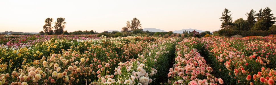 Floret Farm's Discovering Dahlias