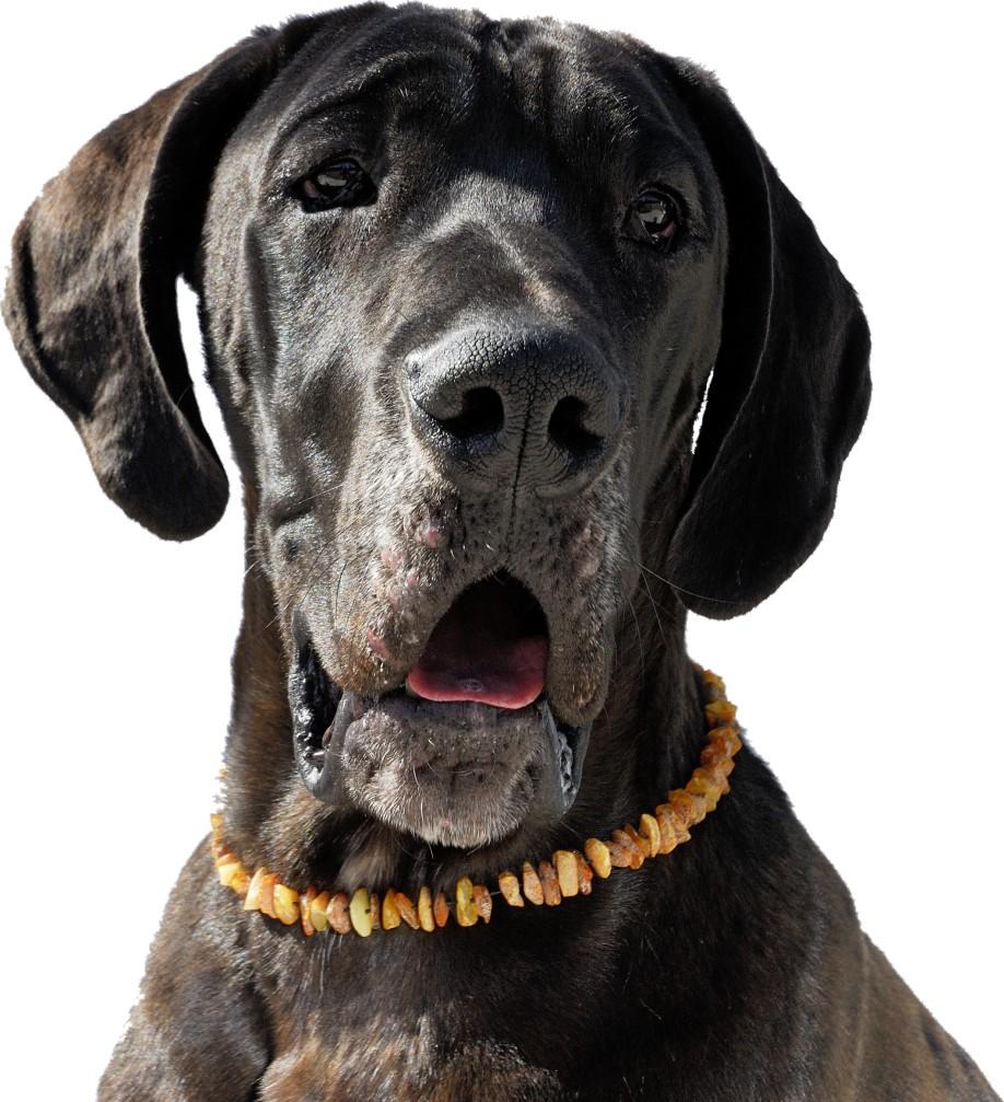 Bernsteinkette für Hunde SuperFlex, amberdog 005295358, 5358 cm