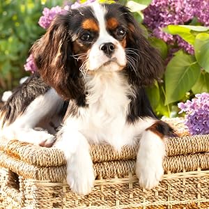 Spaniel Training Vol 2: Dog Training for your grown-up Spaniel 4 Coverfoto