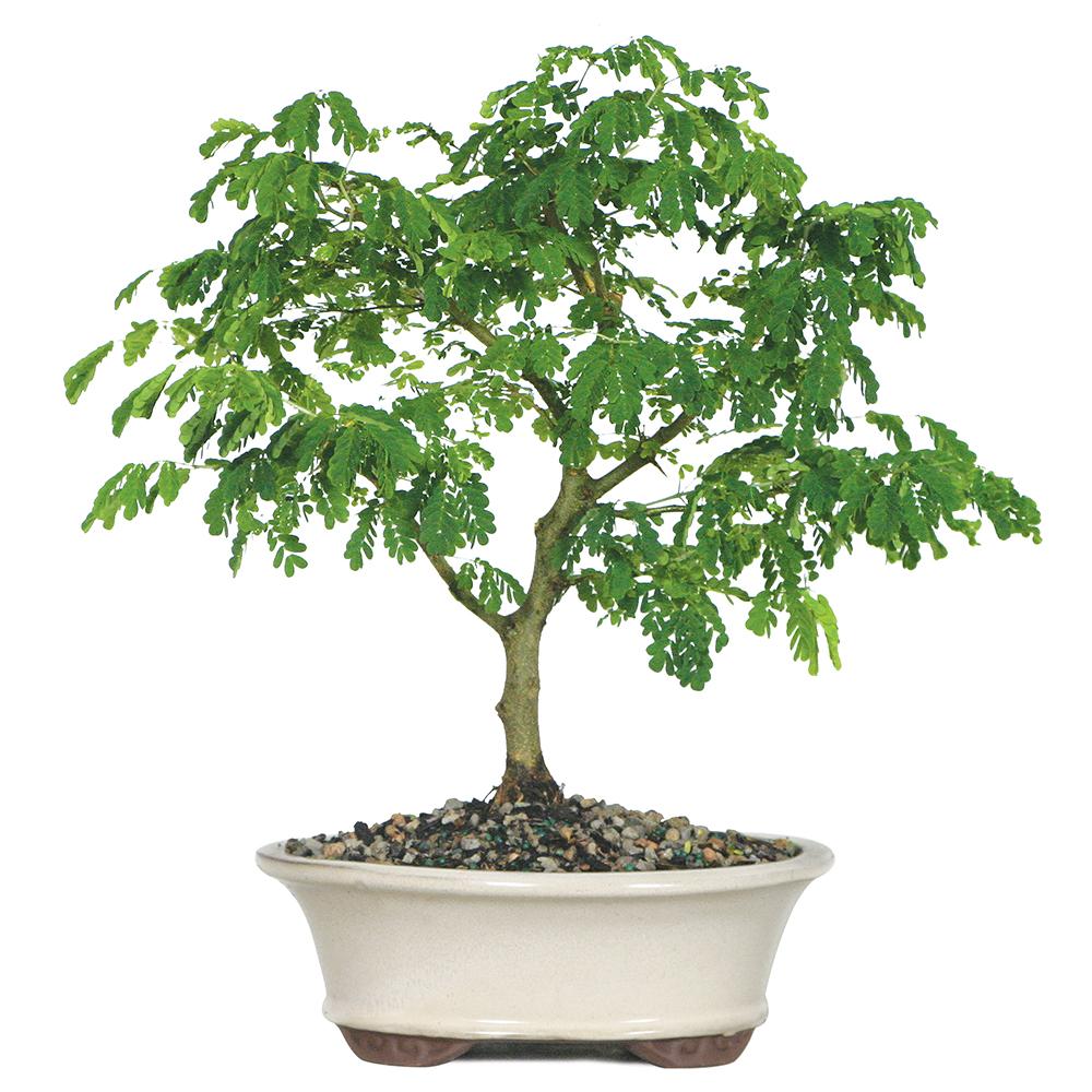 Brussel's Brazilian Rain Tree Bonsai Large (Indoor