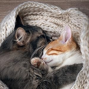 Catnip, cat relaxation, multi-cat household, family, scratching, biting, marking, natural