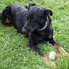 Aime - Juguete para perro, pelota de educación