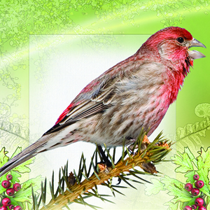 house finch