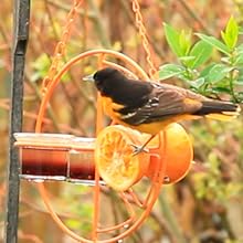 Heath Clementine Double Cup Oriole Feeder 13 CF-144, oriole feeder, bird feeder, jelly jar feeder, orange feeder, backyard birds, heath