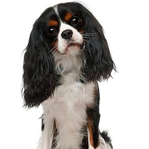 Spaniel Training Vol 2: Dog Training for your grown-up Spaniel 8 Hundefoto