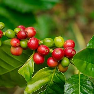 coffee plant