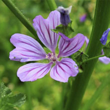 Zahnfleischgel Baby, Zahnfleisch Babys, Chamogel, Mama Natura