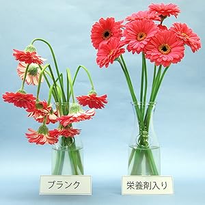 Amazon Co Jp アイメディア Aimedia 切り花 栄養剤 クリア 300ml お花が長生きする栄養剤 Diy 工具 ガーデン Amazon Co Jp アイメディア Aimedia 切り花 栄養剤 クリア 300ml お花が長生きする栄養剤 Diy 工具 ガーデン